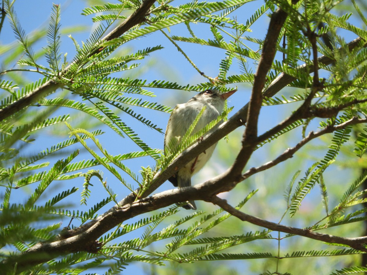 Pearly-vented Tody-Tyrant - ML609997054