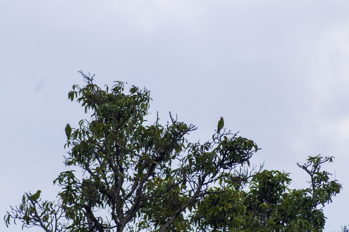 White-fronted Parrot - ML609997491