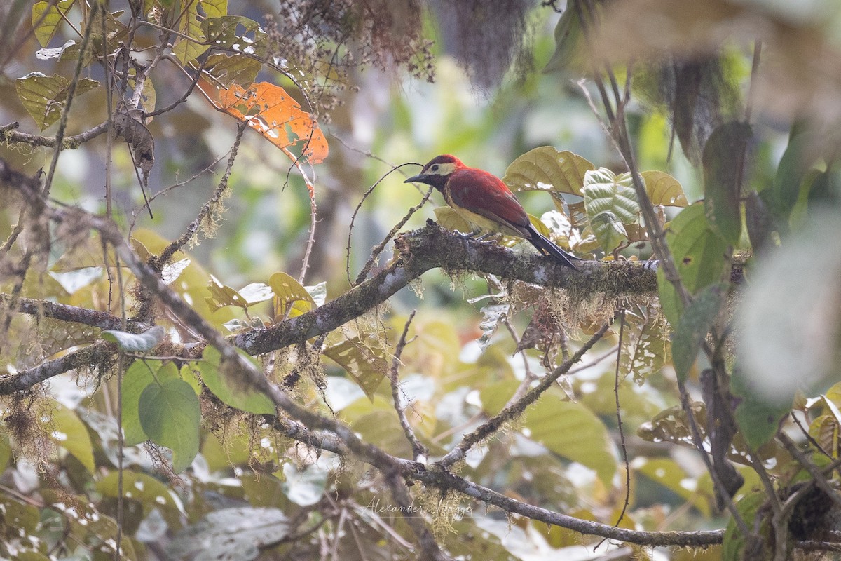 Crimson-mantled Woodpecker (Crimson-mantled) - ML609997626