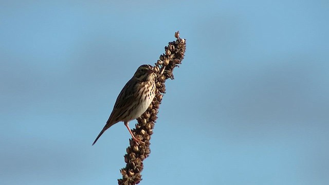 Savannah Sparrow - ML609997824