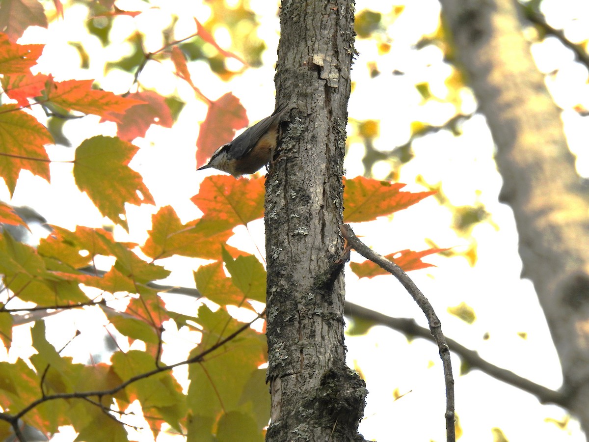 Red-breasted Nuthatch - ML609997860