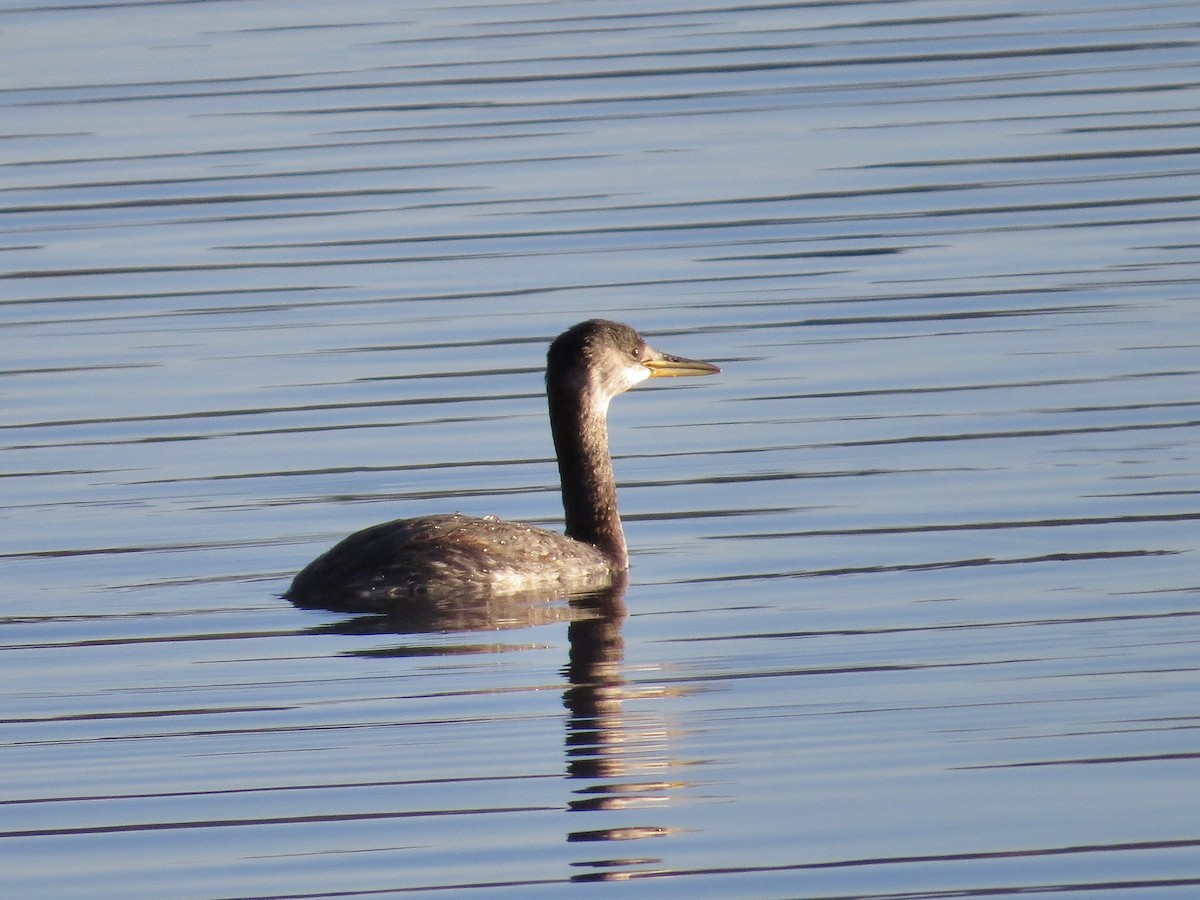 Red-necked Grebe - ML609997901