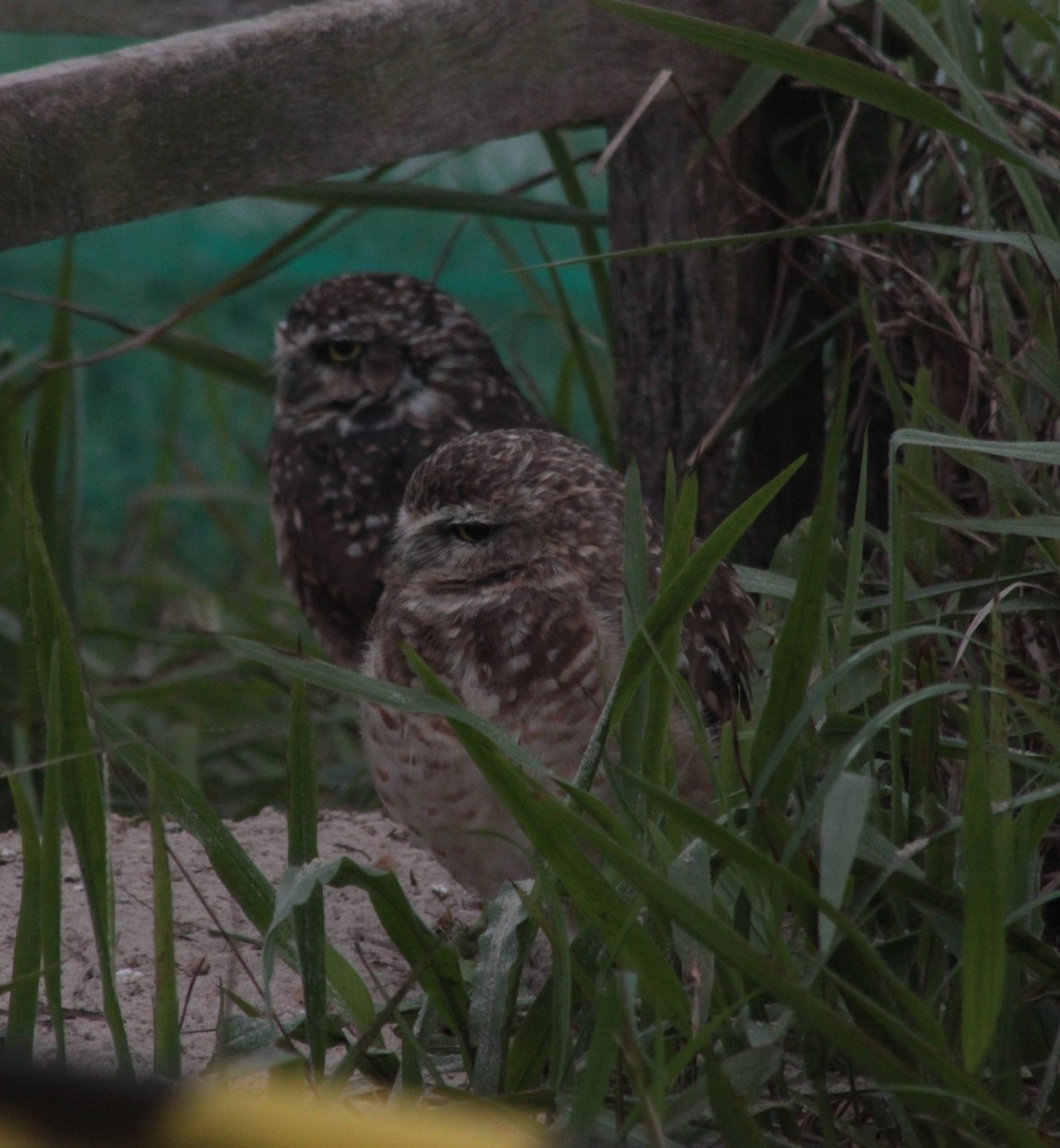 Burrowing Owl - ML609997921