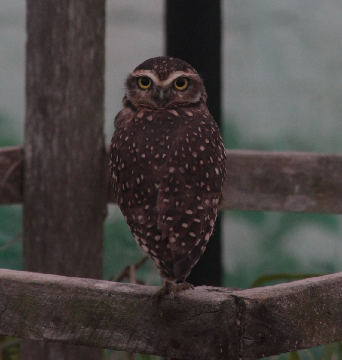 Burrowing Owl - ML609997922