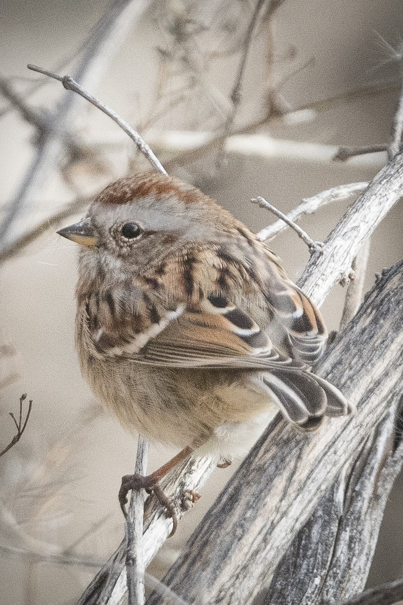 American Tree Sparrow - John Gordon