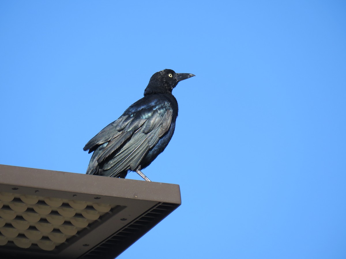 Great-tailed Grackle - ML609998246
