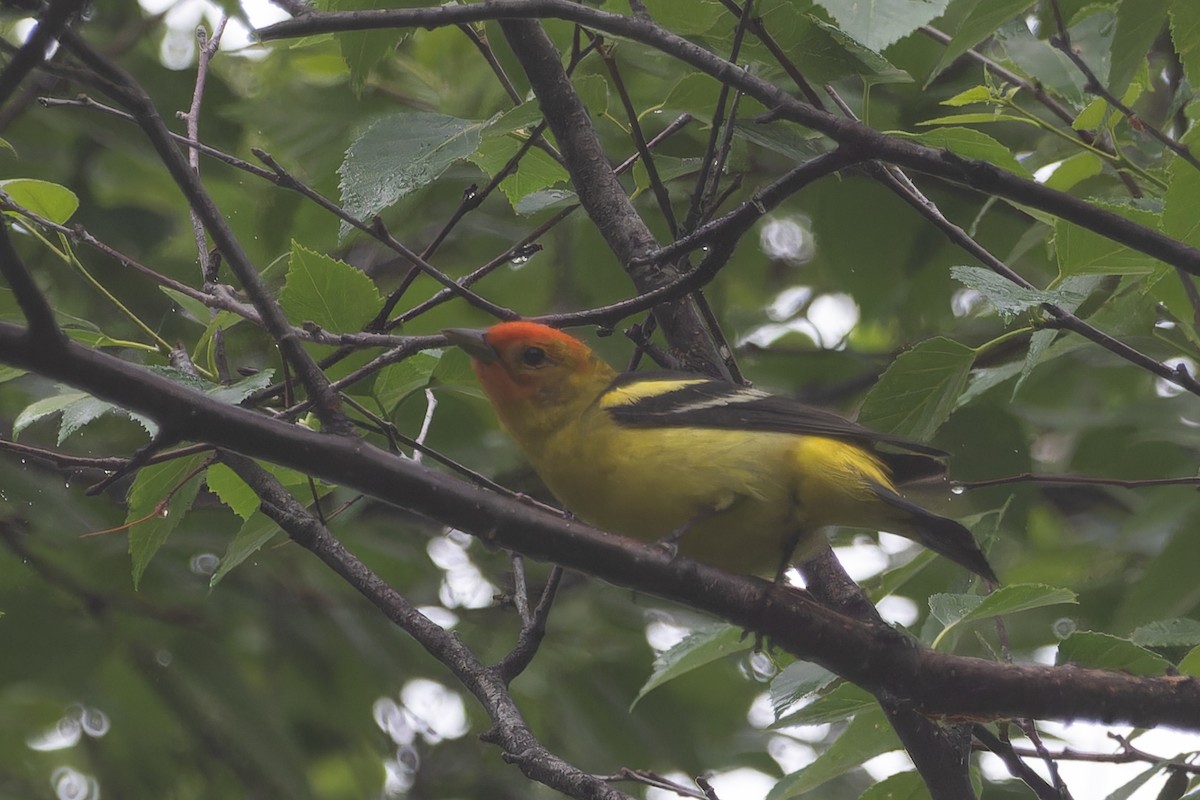 Western Tanager - ML609998674