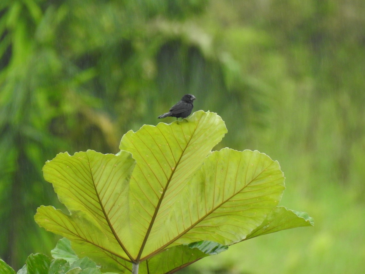 Black-billed Seed-Finch - fabian castillo
