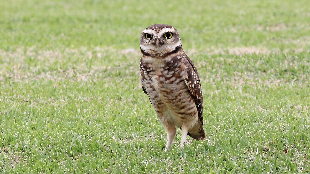 Burrowing Owl - ML609998933