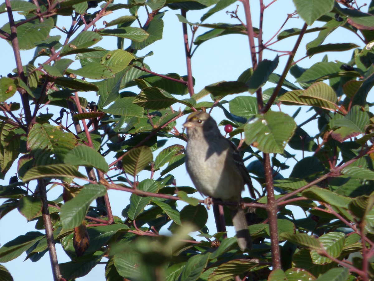 Golden-crowned Sparrow - ML609999191