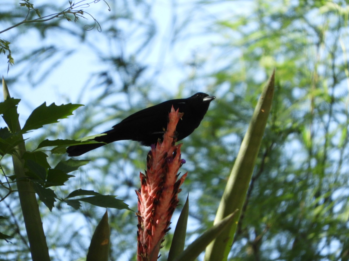 White-lined Tanager - ML609999199