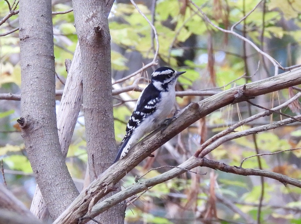 Mass Audubon EBird Checklist - 15 Oct 2023 - Museum Of American Bird ...