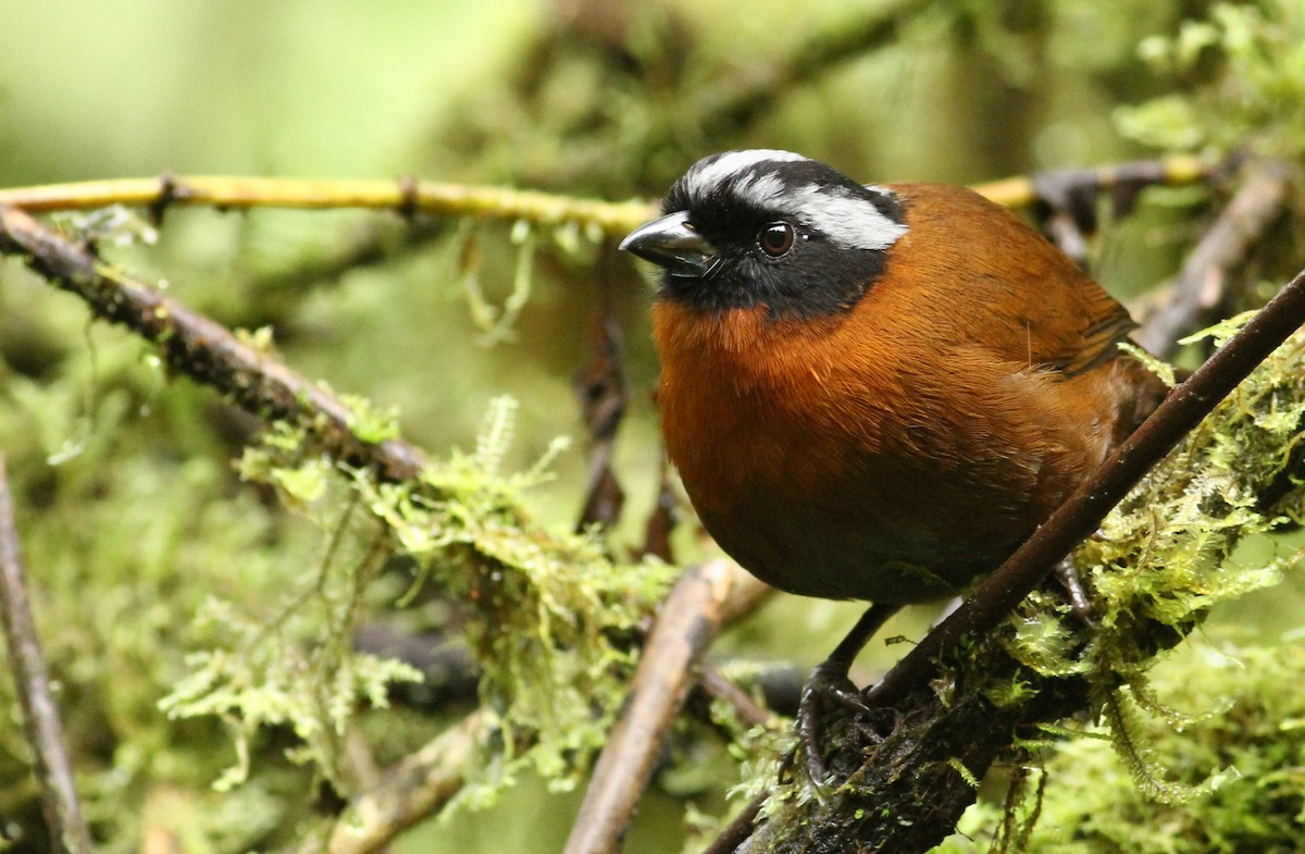 Tanager Finch - ML60999951
