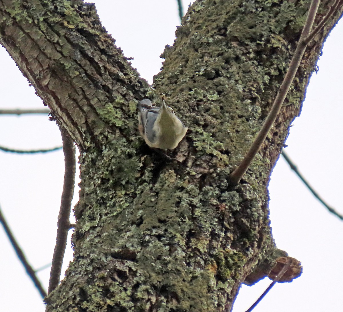 White-breasted Nuthatch - ML609999604