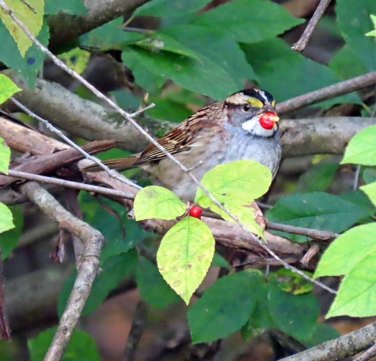 White-throated Sparrow - ML609999616
