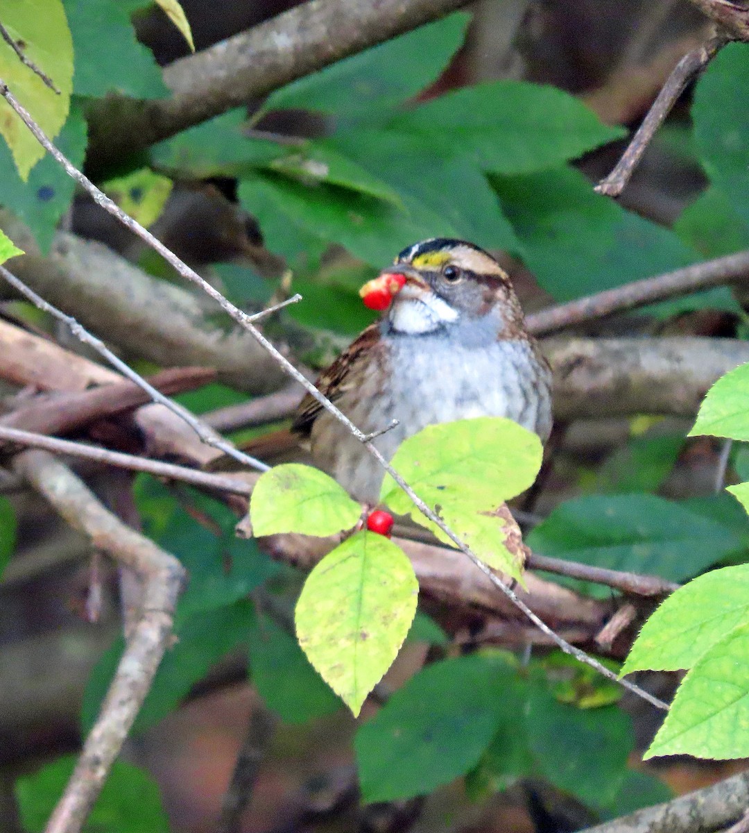White-throated Sparrow - ML609999617