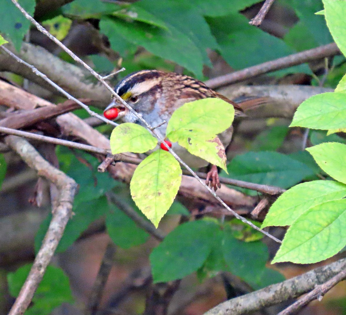 White-throated Sparrow - ML609999618