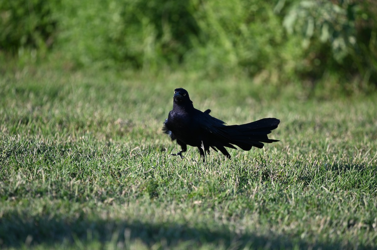 Great-tailed Grackle - ML609999806