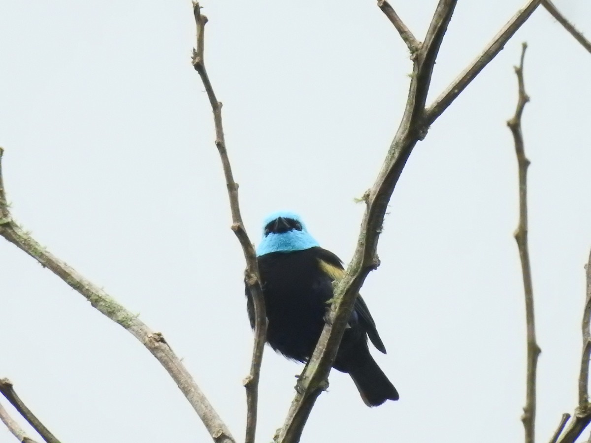 Blue-necked Tanager - ML610000082