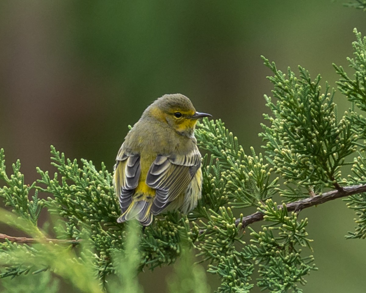 Cape May Warbler - ML610000246