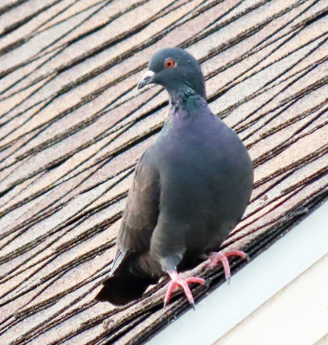 Rock Pigeon (Feral Pigeon) - ML610000249