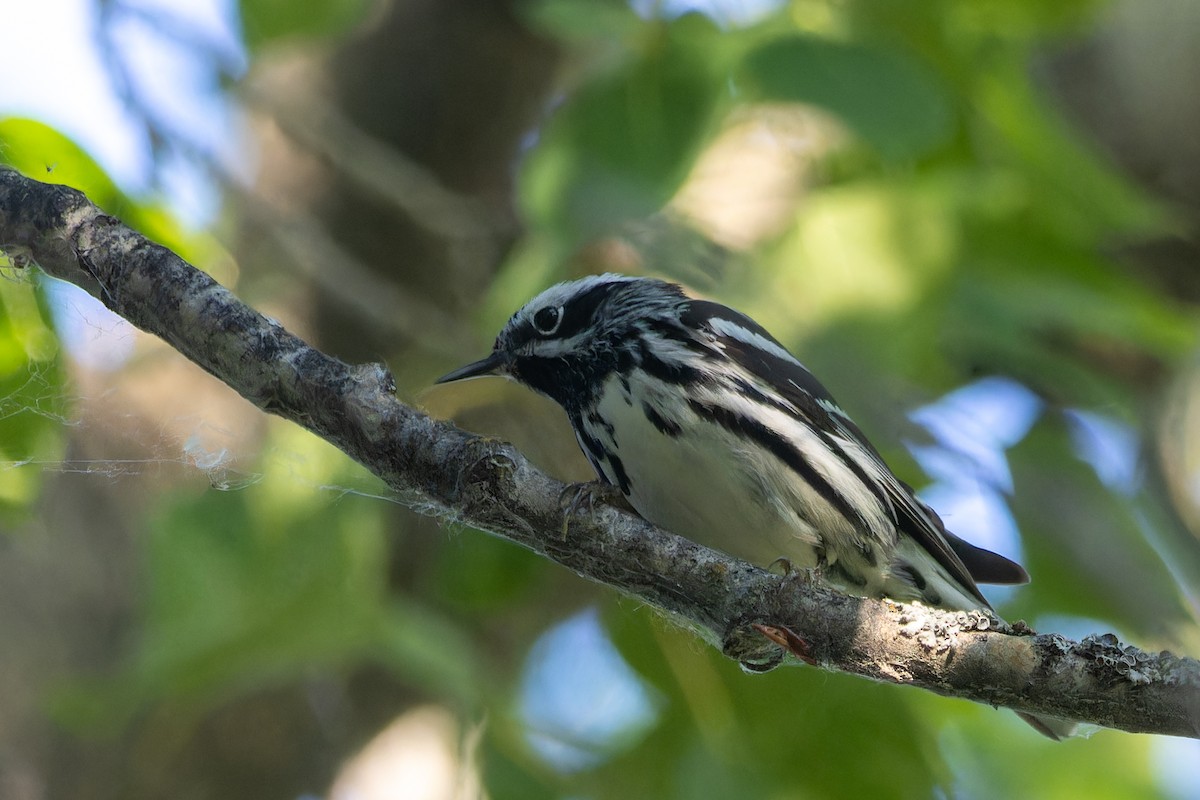 Black-and-white Warbler - ML610000614