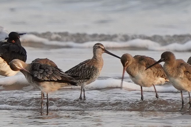 Asian Dowitcher - ML610001212