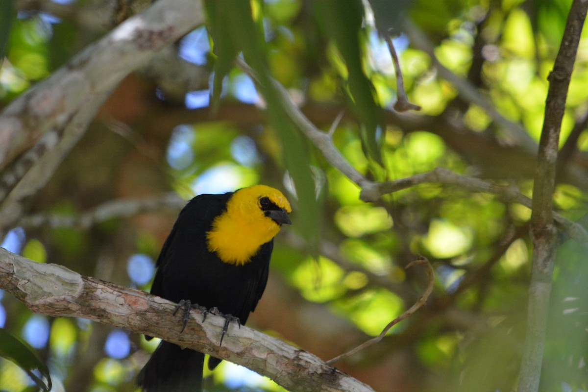 Yellow-hooded Blackbird - ML610001696