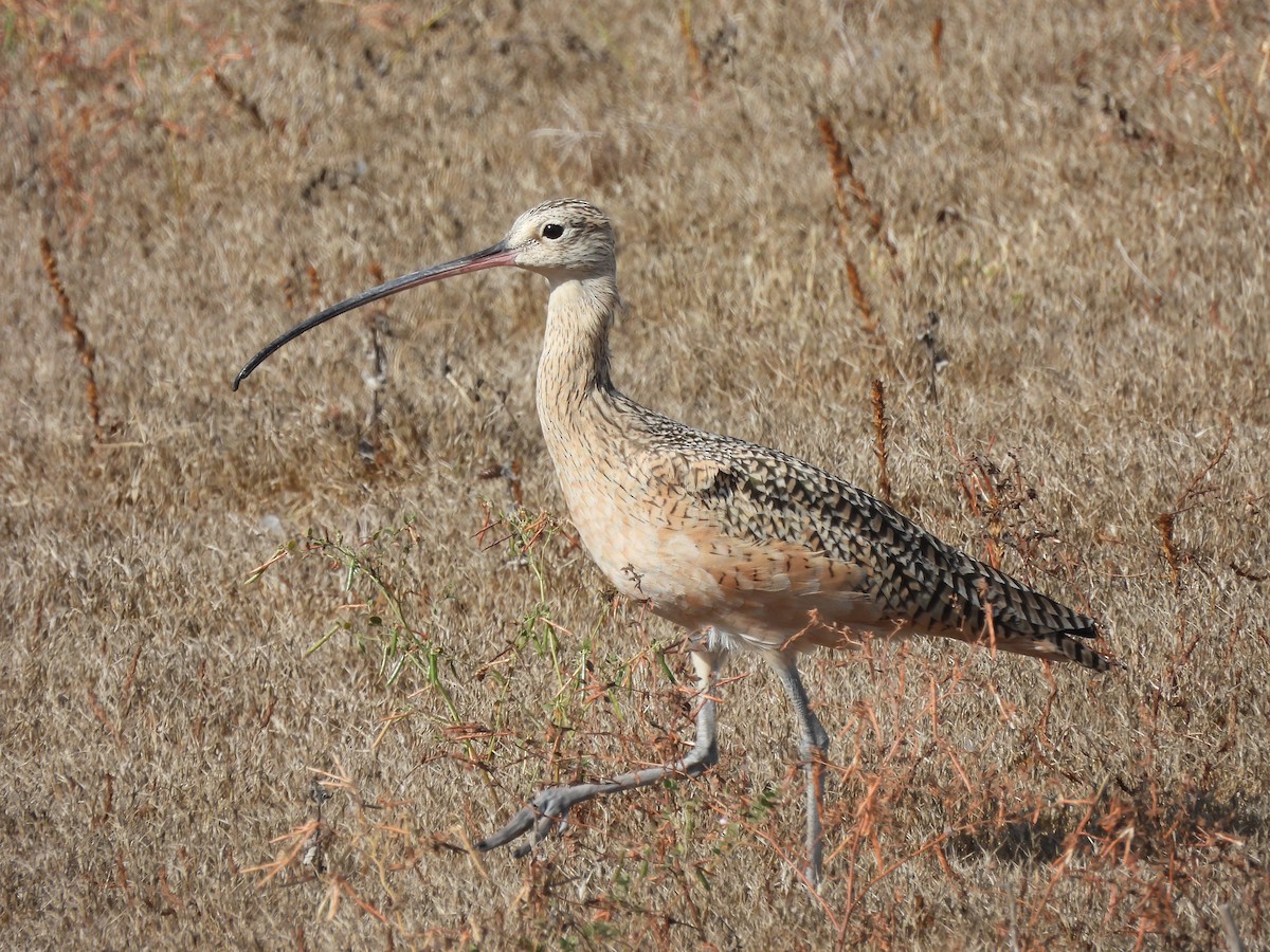 Long-billed Curlew - ML610001871