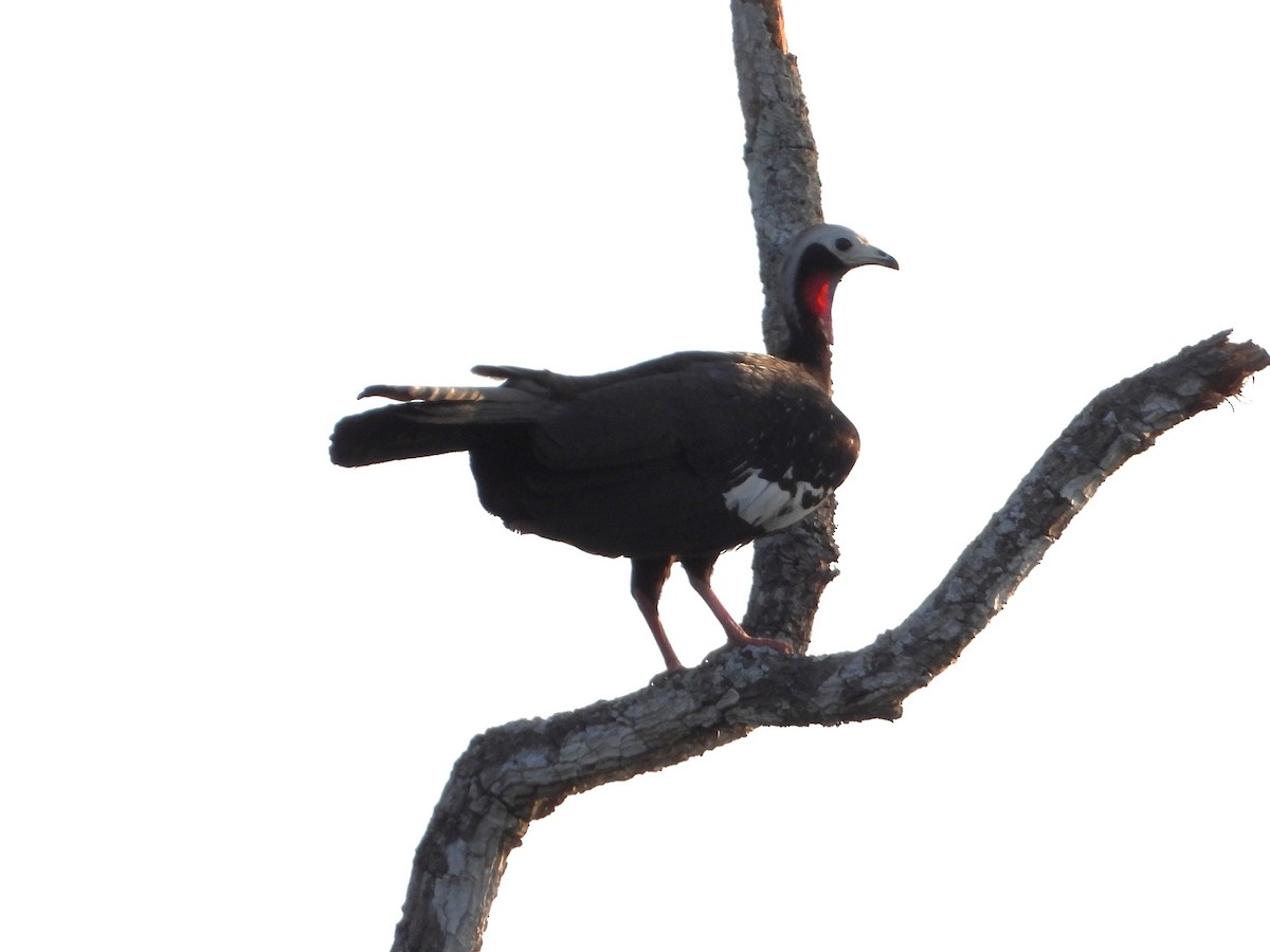 Red-throated Piping-Guan - ML610001981