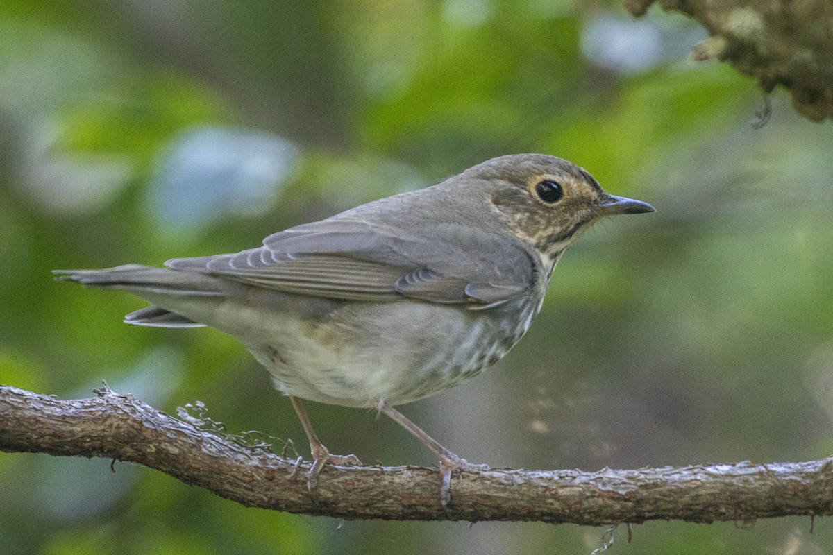 eBird Checklist - 14 Oct 2023 - Dauphin Island--Shell Mound Park - 20 ...