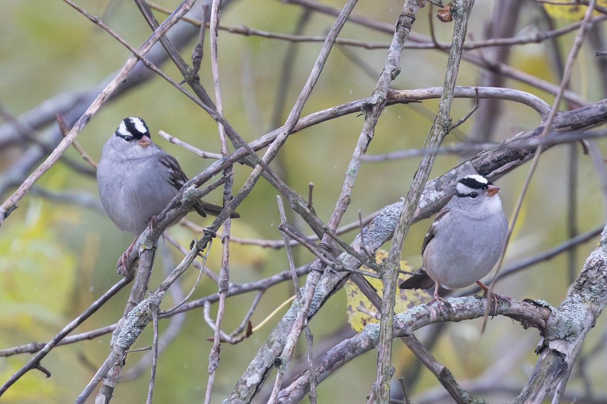 White-crowned Sparrow (Gambel's) - ML610002306