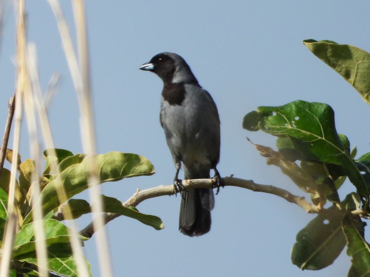 Black-faced Tanager - ML610002418