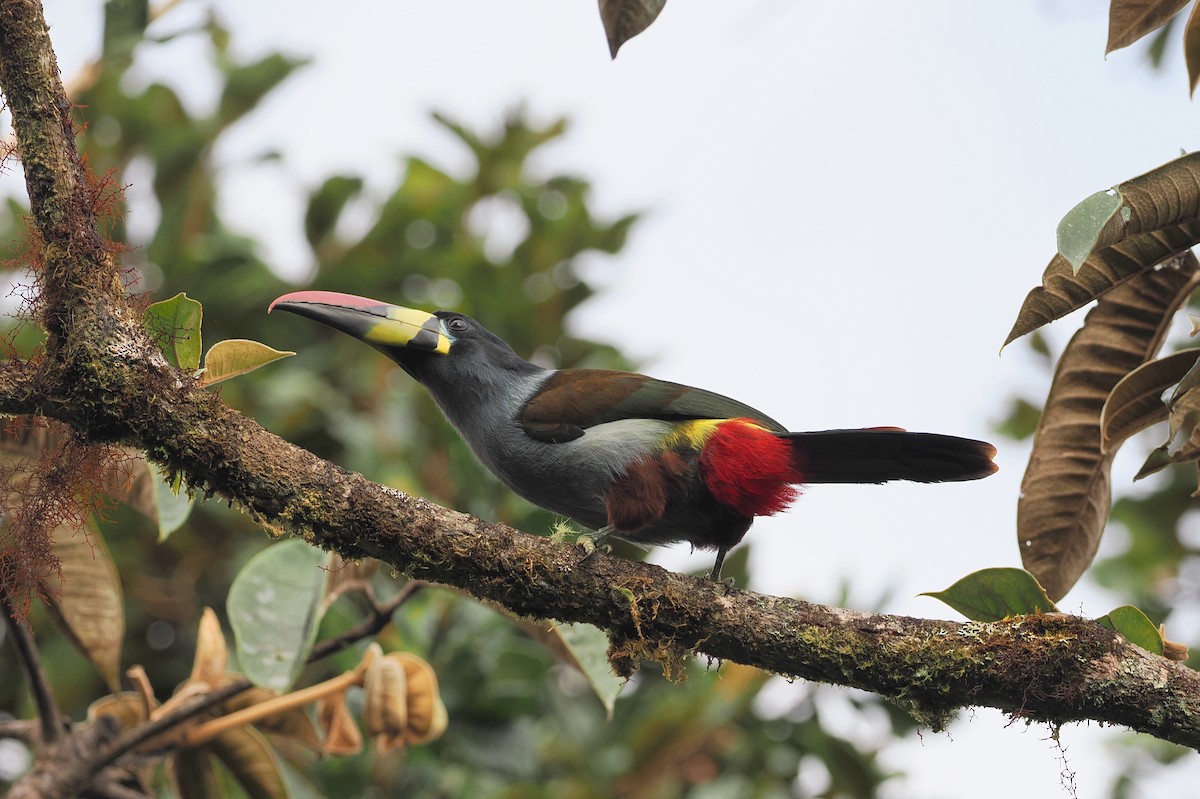 Gray-breasted Mountain-Toucan - george parker