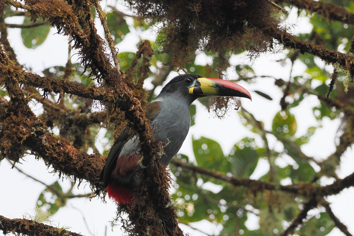 Gray-breasted Mountain-Toucan - ML610002589