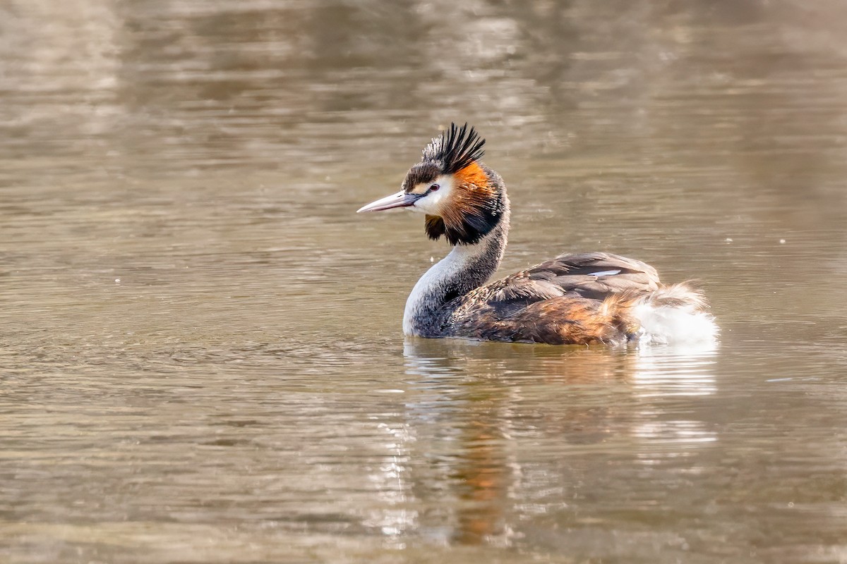 Great Crested Grebe - ML610002690