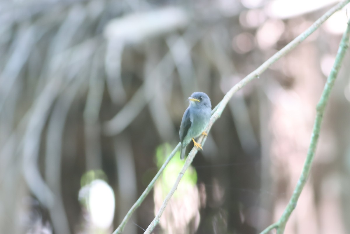 Yellow-footed Flycatcher - ML610002735