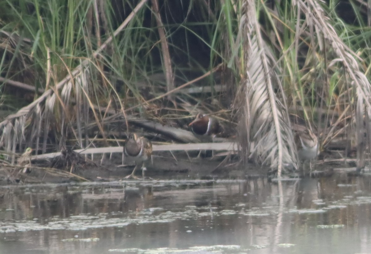 Greater Painted-Snipe - ML610002832