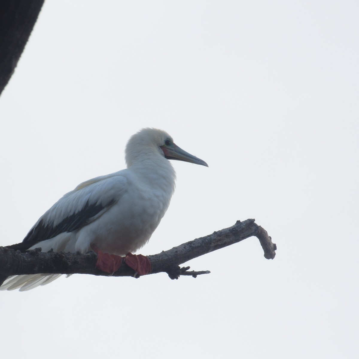 Red-footed Booby - ML610002848