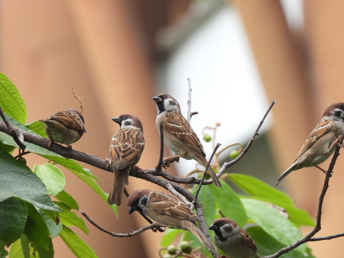 Eurasian Tree Sparrow - ML610002953