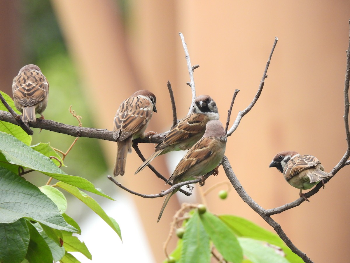 Eurasian Tree Sparrow - ML610002954