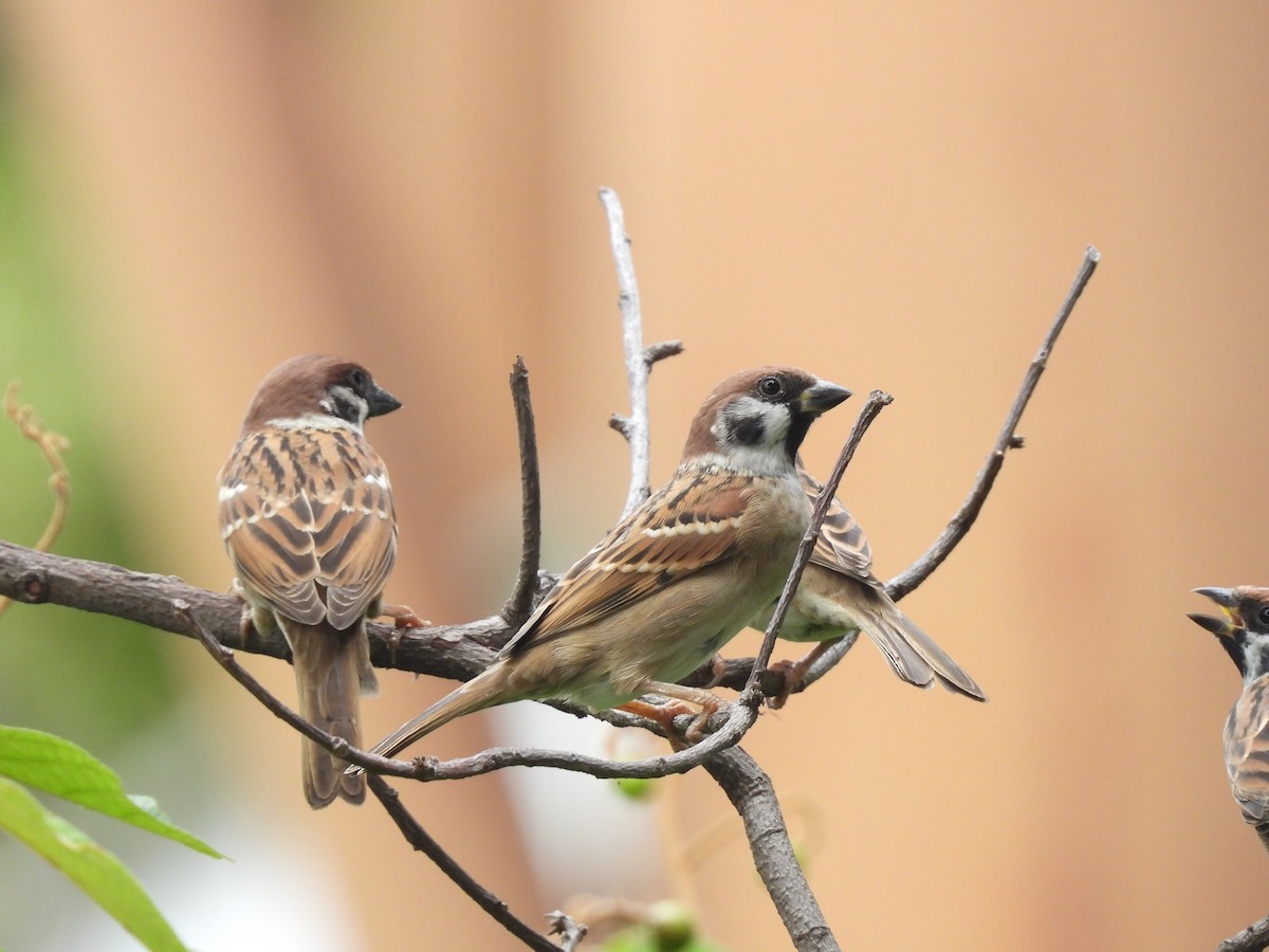 Eurasian Tree Sparrow - ML610002955