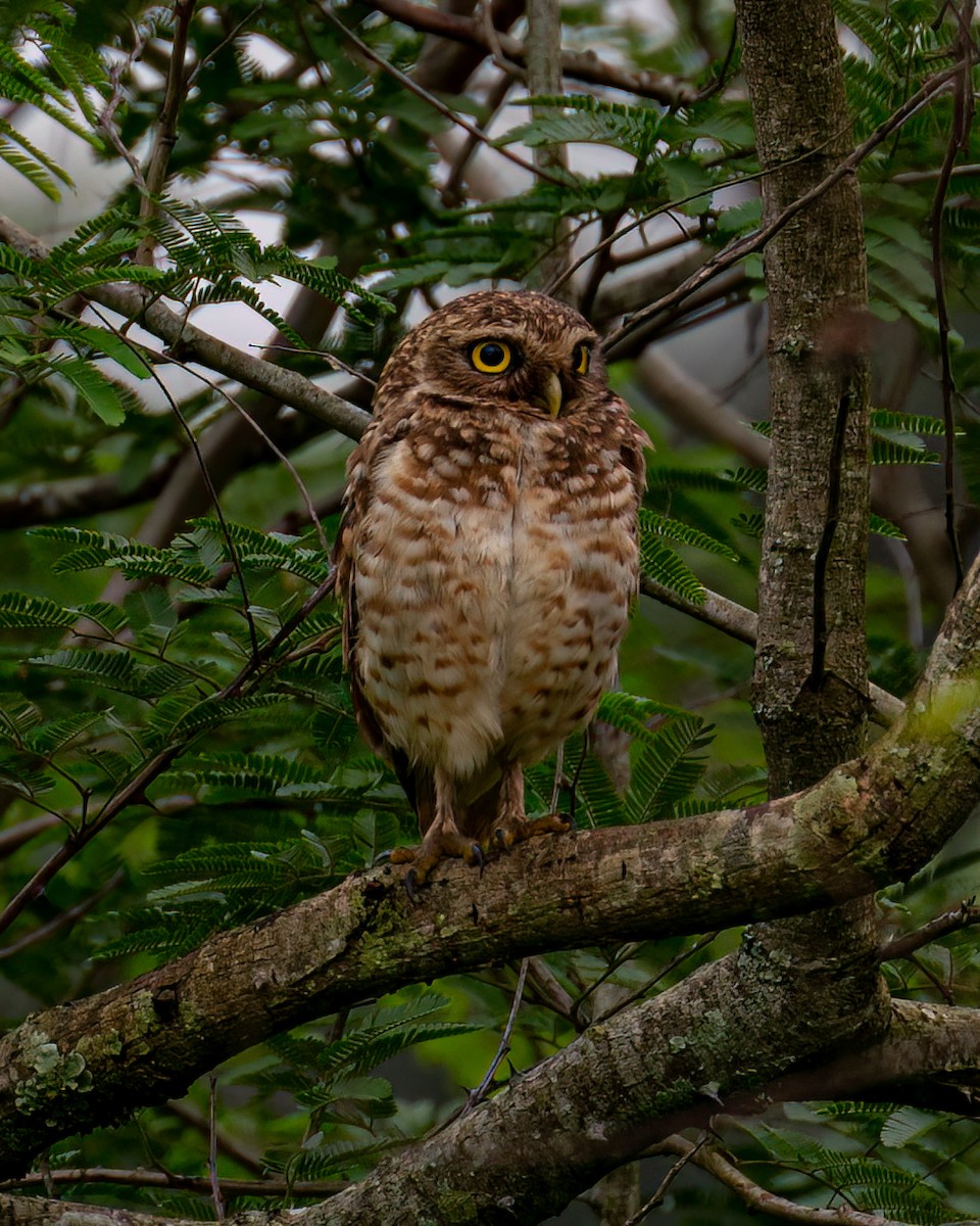 Burrowing Owl - ML610003009