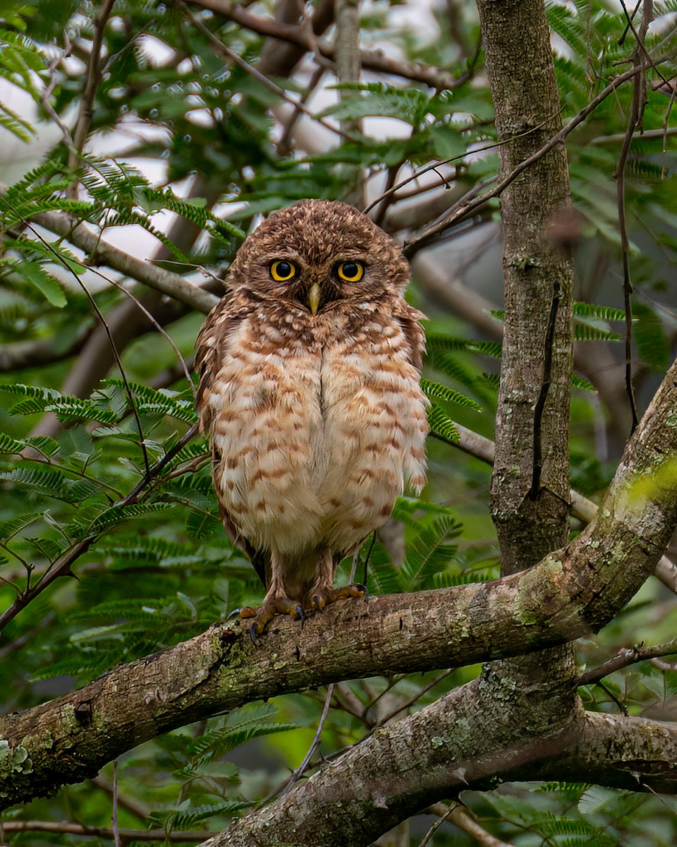 Burrowing Owl - ML610003010