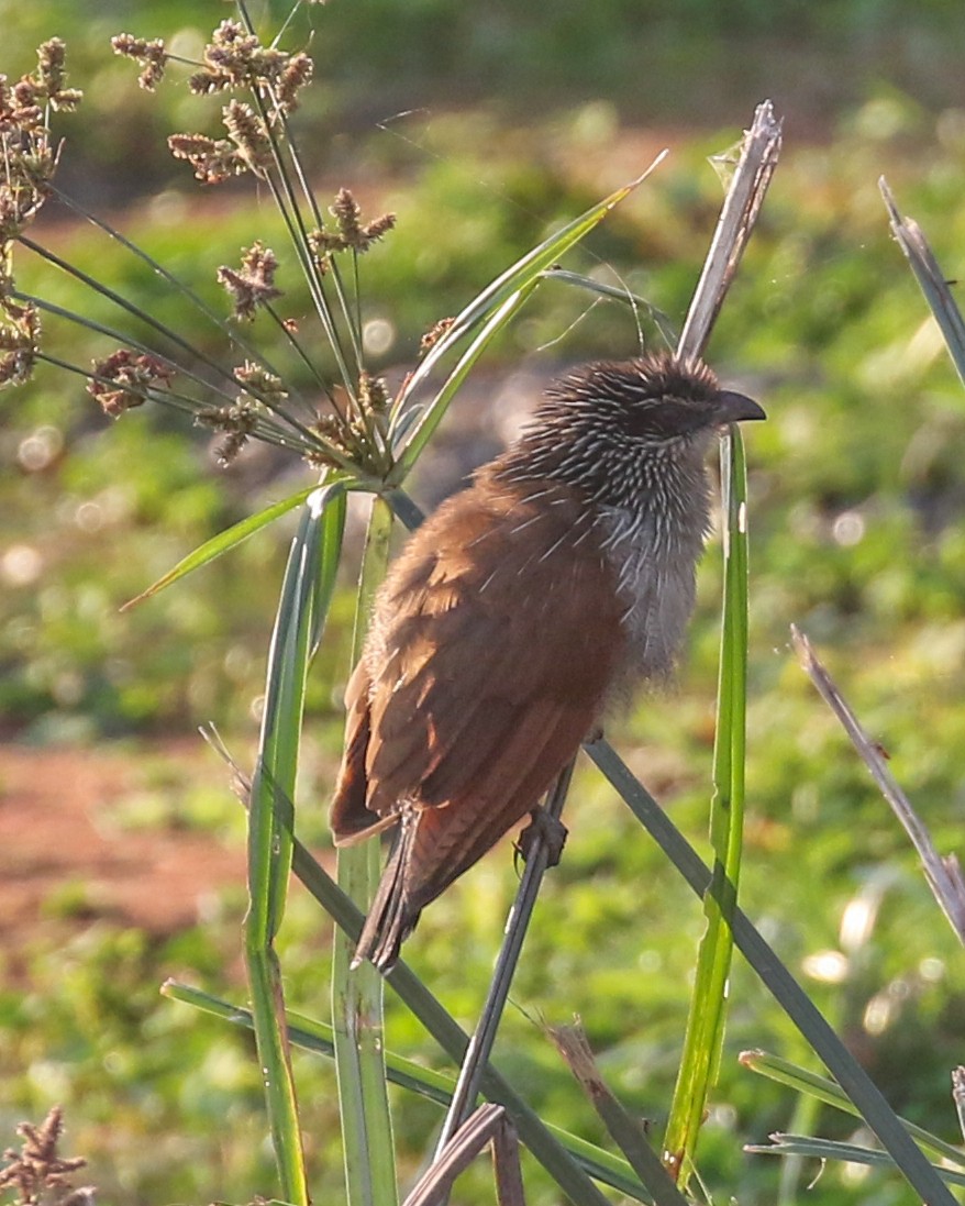 White-browed Coucal - ML610003472