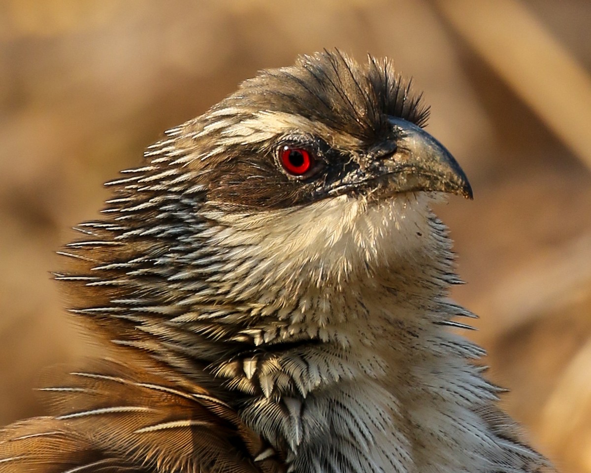 White-browed Coucal - ML610003474