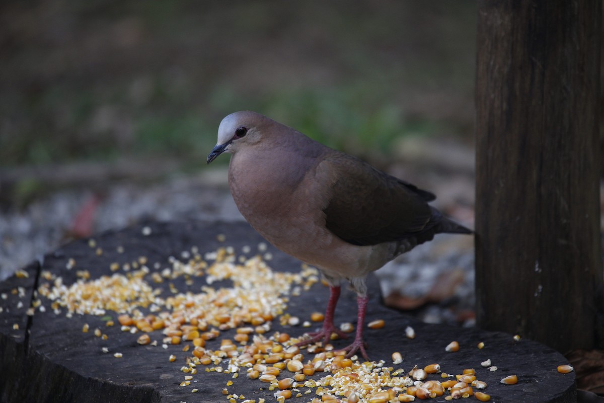 Gray-fronted Dove - ML610003583