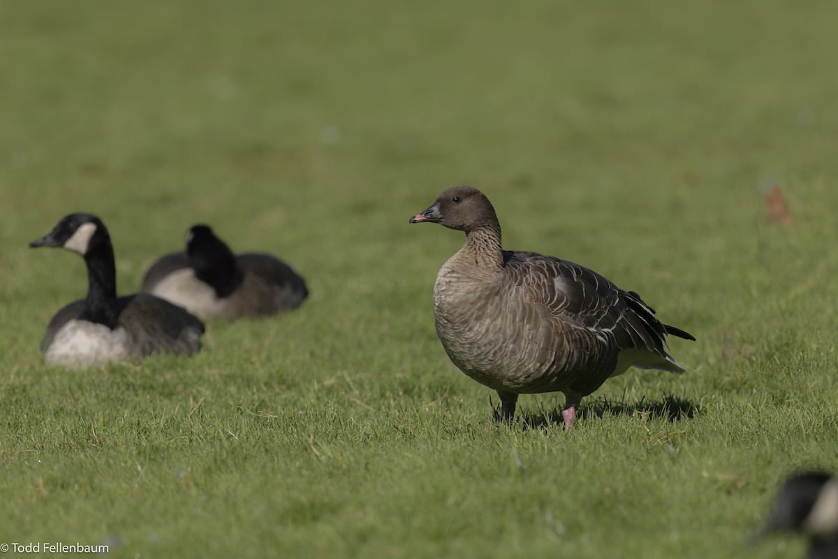 Pink-footed Goose - ML610003653