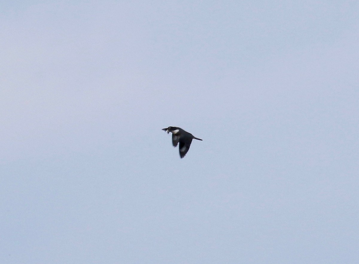 Belted Kingfisher - ML610003681