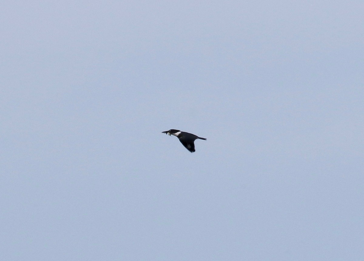 Belted Kingfisher - ML610003682